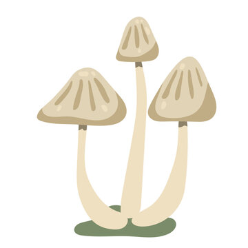 Pale grey bonnet mushrooms group vector illustration isolated on white background
