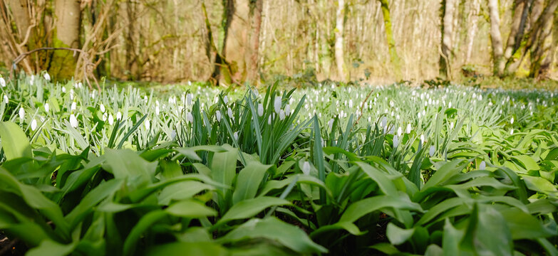 Fresh green leaves rise from earth beneath soft morning light. White flowers peek through dense foliage in woodland setting. Trees stand tall behind vibrant spring growth in natural setting
