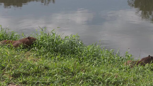 Two Capybaras Moving Along a Quiet Riverbank