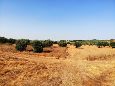 Typical summer landscape in the Alentejo region near Beja, Portugal, featuring dry grasslands, olive trees and rural dirt roads under a clear blue sky. Mediterranean agricultural countryside affected 