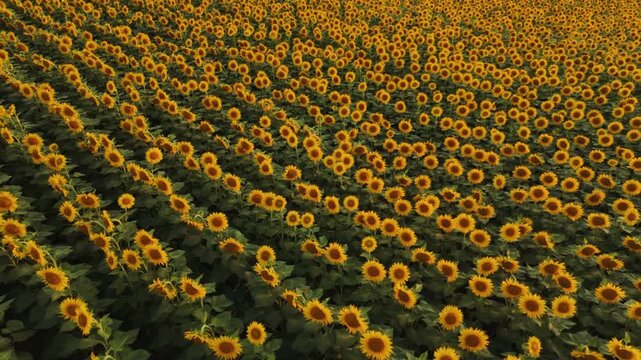 Golden yellow sunflower field aerial view during a bright summer day showing endless rows of beautiful blooming flowers