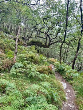 Mossy tree roots cling to earthy slopes