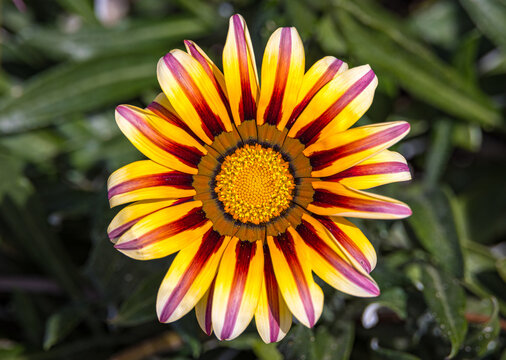 Treasure Flower in bloom (Gazania rigens)