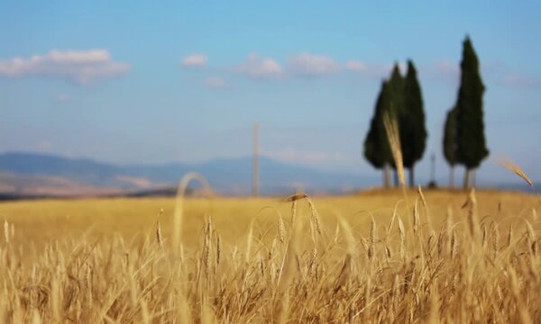 Close-up of ripe golden wheat spikelets swaying in the wind against a background of Cypress trees and a blue sky with moving clouds. Wheat field for agricultural, harvest and food projects