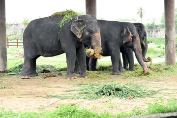 Obraz premium Asian elephants eating fresh green fodder under shelter in wildlife zoo habitat