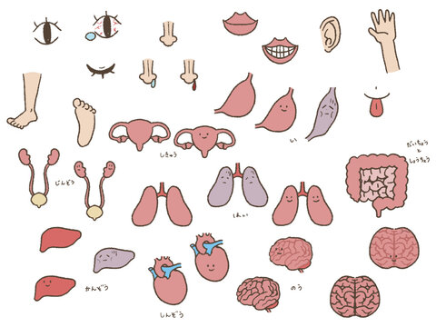 体の一部と臓器のイラストセット