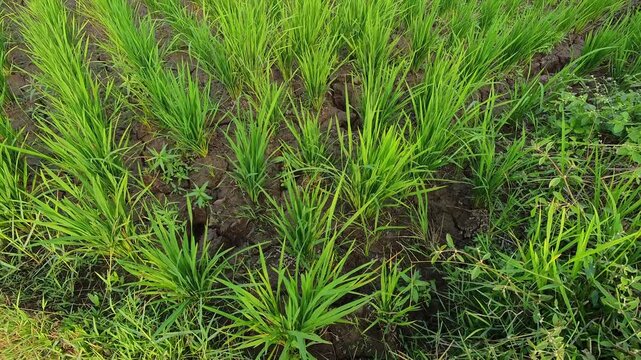 Video of Lush green rice plants growing in wet soil. Rows stretch wide under bright natural light. Healthy shoots sway gently with breeze. Farmer's care ensures rich harvests. Footage of Indonesian ag