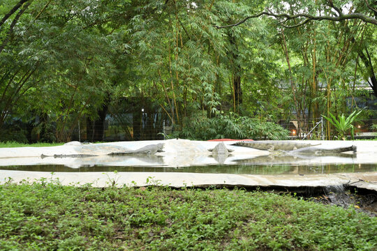 Nile crocodiles resting beside pond in lush tropical habitat wildlife sanctuary