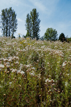 Wildflowers bloom in golden fields beneath blue skies