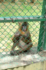 Mandrill monkey sitting behind chain link fence in wildlife conservation park © Pleasant Mode