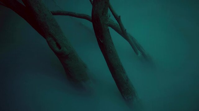 Large submerged trunks extend diagonally through calm freshwater in Cenote Angelita, Quintana Roo, Mexico.