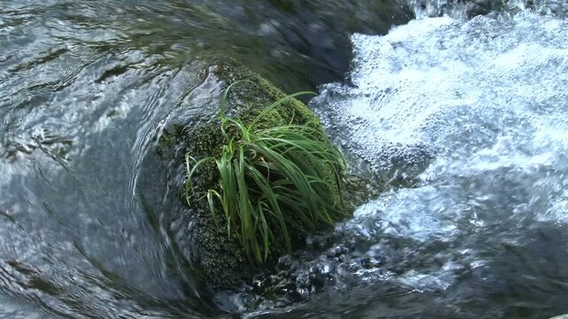 渓谷の水苔