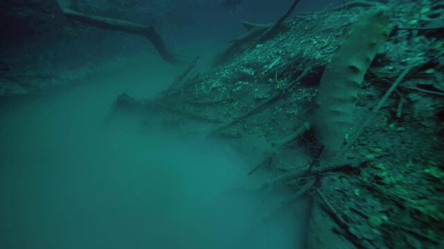 Broad underwater shot showing a dense network of submerged roots bordering open water in Cenote Angelita, Quintana Roo, Mexico.