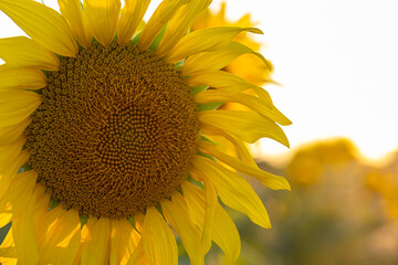 Naklejka premium Close View of Sunflower Bud and Blooming Flowers in Field at Sunset