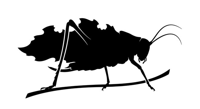 Black Silhouette of a Leafhopper Insect on a Thin Branch, Minimalist Vector Art, Nature and Wildlife Graphic