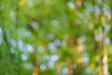 Fototapeta premium A green background with a swirling bokeh effect, blurred summer tree leaves through which warm sunlight shines.