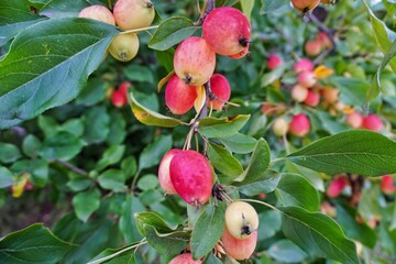 Ripe small red and yellow crabapples hanging on a branch with green leaves © DianJuni