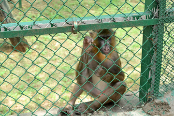 Mandrill monkey sitting behind chain link fence in zoo wildlife enclosure © Pleasant Mode