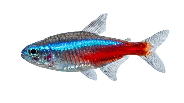 Neon tetra fish swimming in clear water. Vibrant tropical aquarium species with glowing red and blue stripes.