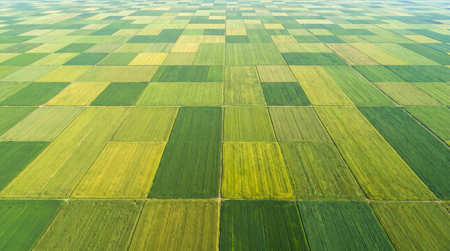 Green fields with grain crops from a bird's-eye view. Wheat cultivation, agricultural land, fertile land, harvest, farming, cereals, plot, hectares