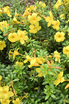 Blooming yellow allamanda flowers with lush green foliage natural floral background