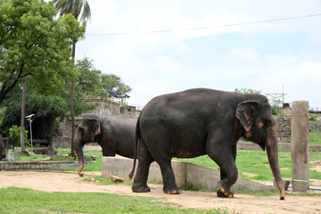 Two Asian elephants walking in zoo habitat with natural outdoor enclosure © Pleasant Mode