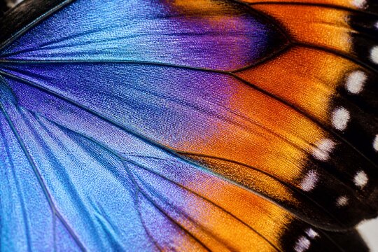 Close up butterfly wing showing iridescent blue and orange scales
