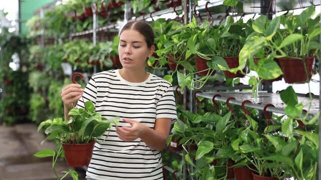 Girl have a view of leaf of pothos tutor houseplant in store for amateur gardeners. . High quality 4k footage