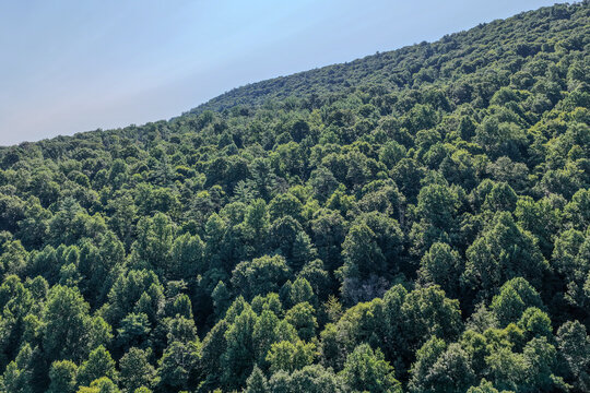 Drone Picture of a Forrest 