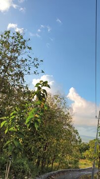 Tropical Green Foliage against Blue Sky with White Clouds on a Sunny Day