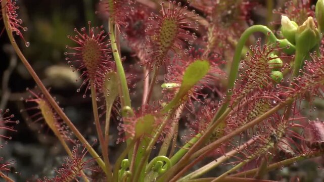 The sundew's leaves have tentacles with sticky droplets on the tips to trap prey with natural light.