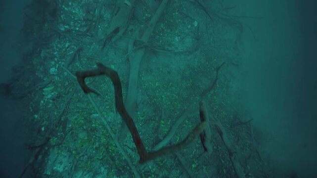 Close underwater view of sediment patterns with scattered submerged roots in Cenote Angelita, Quintana Roo, Mexico.