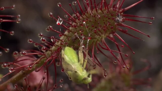 The sundew's leaves have tentacles with sticky droplets on the tips to trap prey with natural light.