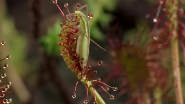 The sundew's leaves have tentacles with sticky droplets on the tips to trap prey with natural light.