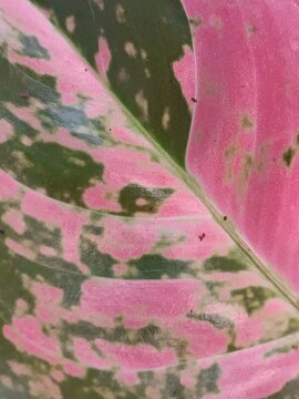 pink rose petals