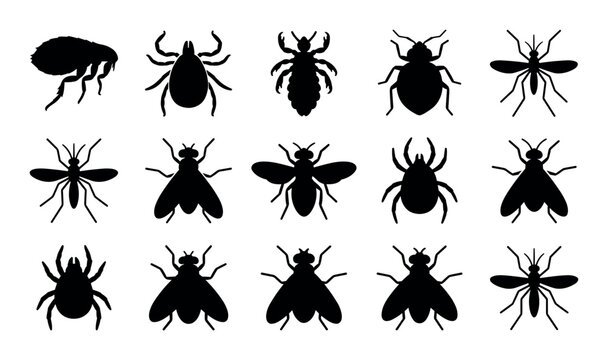 insect and parasite vector icons with flea tick louse fly and mosquito for biology infographic in solid glyph style