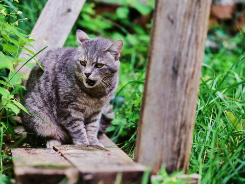 Gray tabby cat sitting on wooden plank in grass. Cat looks alert, surrounded by green plants. Wooden post stands beside cat. Scene shows outdoor garden setting
