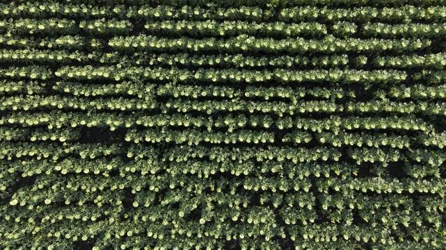 Top down aerial view of green sunflower field rows flying over agricultural farmland.
