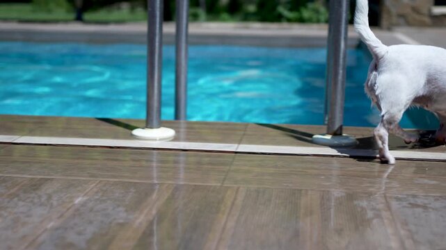 Wet Jack Russell terrier shaking off water by swimming pool outdoors.