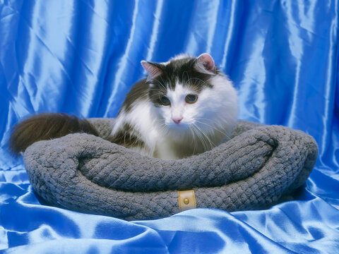 Fluffy cat resting in cozy gray bed. Blue satin backdrop behind. Cat has white fur with dark patches. Soft lighting highlights cat features. Quiet, calm atmosphere in photo. Playful home pet