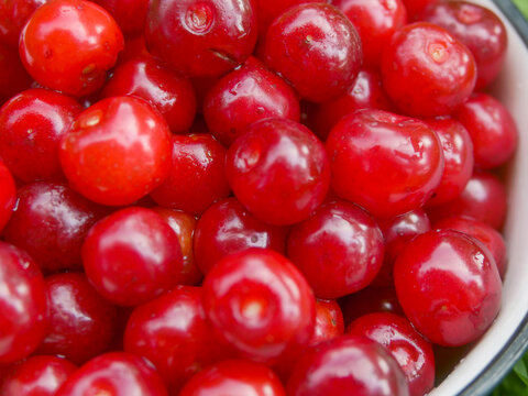 Bright red cherries fill the frame. Shiny surfaces reflect light naturally. Juicy fruit piled together closely. Each cherry round with stem indentation