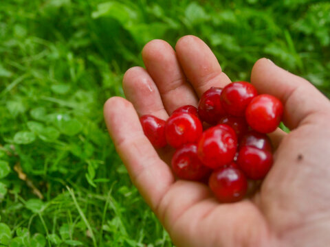 Hand full of pile of juicy red cherries, natural green grass background. Summer season harvest. Fine organic fruits collection. Farming and agriculture. Rich vivid colors.