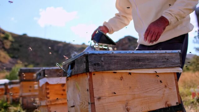 Close-up of a beekeeper carefully inspecting a honeycomb frame inside a wooden beehive. Bees actively cover the comb during routine hive maintenance, highlighting sustainable beekeeping and natural ho
