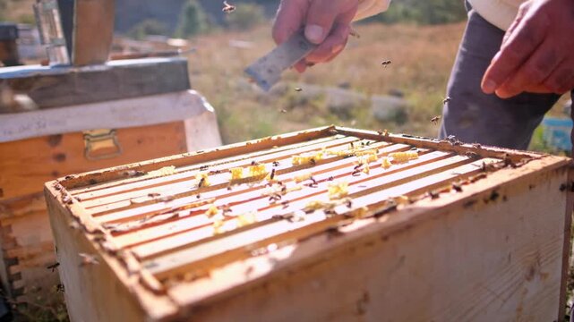 Close-up of a beekeeper removing a honeycomb frame from an open wooden beehive during a routine hive inspection. The scene highlights sustainable beekeeping, healthy bee colonies and natural honey pro