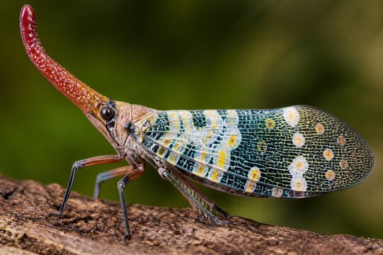 Leaf footed planthopper perched on wood surface in nature