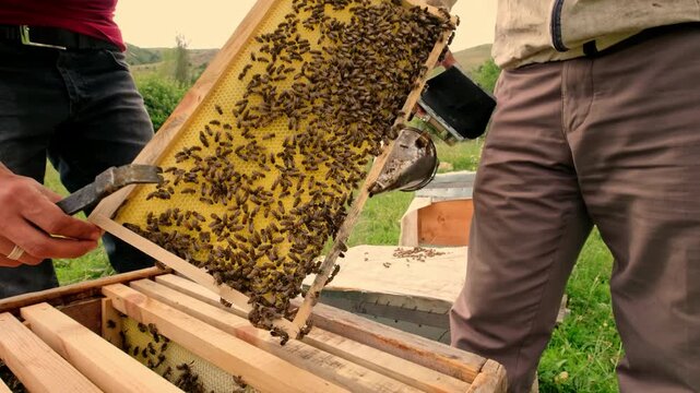 Close-up of a beekeeper inspecting a honeycomb frame with active honey bees using a traditional bee smoker. Showcasing sustainable beekeeping, hive management and natural honey production.
