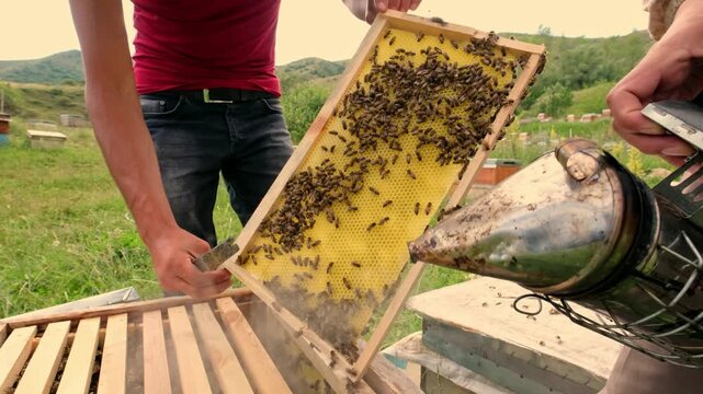 Close-up of a beekeeper inspecting a honeycomb frame with active honey bees using a traditional bee smoker. Showcasing sustainable beekeeping, hive management and natural honey production.