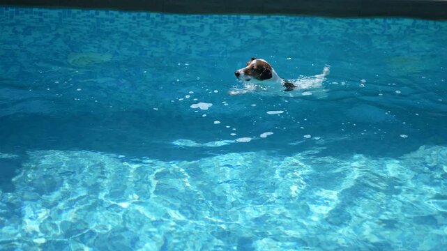 Jack Russell terrier dog swimming in clear blue pool water outdoor