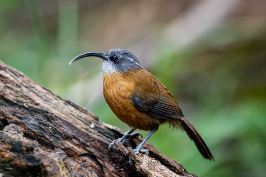 Streaked Spiderhunter perched on a tree trunk in Nam Cang forest, Lao Cai, Vietnam.