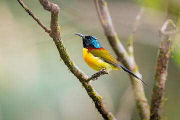 Fototapeta premium A colorful Fire-tailed Myzornis hangs upside down while foraging among forest branches, showcasing its vivid plumage in a Himalayan mountain habitat.